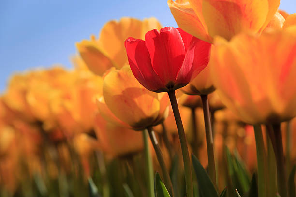 istock low angle view of blooming orange and red tulips 180835506