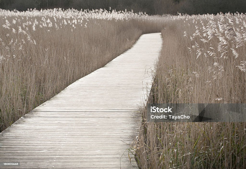 Promenade au reedbed - Photo de Allée couverte de planches libre de droits