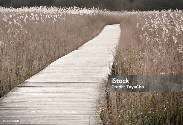 Passeggiata Attraverso Reedbed - Fotografie stock e altre immagini di Ambientazione esterna - Ambientazione esterna, Bellezza naturale, Canna palustre