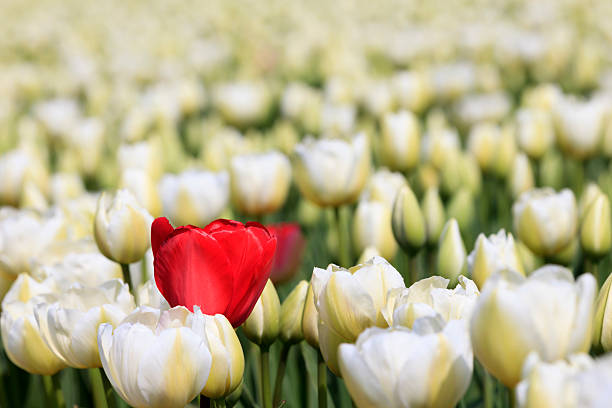 istock single red tulip in a field of white tulips 180835715