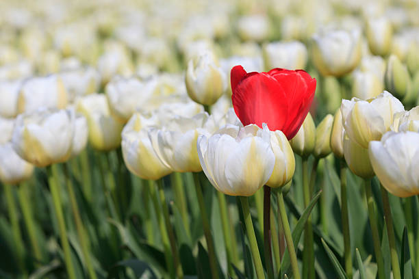 istock single red tulip in a field of white tulips 180835749