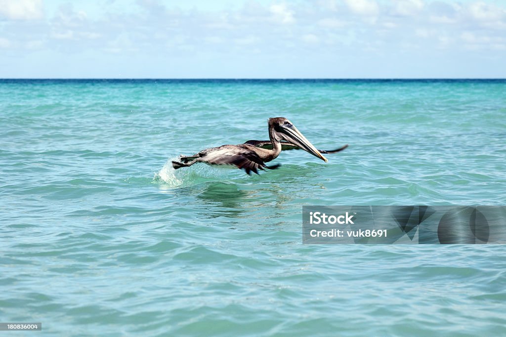 Рыбалка - Стоковые фото Американский бурый пеликан роялти-фри