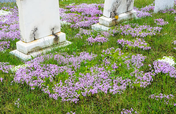 istock Phlox Among the Stones 180836015