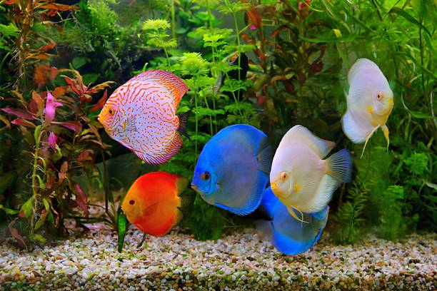 istock Discus (Symphysodon), multi-colored cichlids in the aquarium 180836036