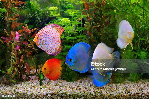 Lançamento Do Disco Multicoloridas Cichlids No Aquário - Fotografias de stock e mais imagens de Peixe