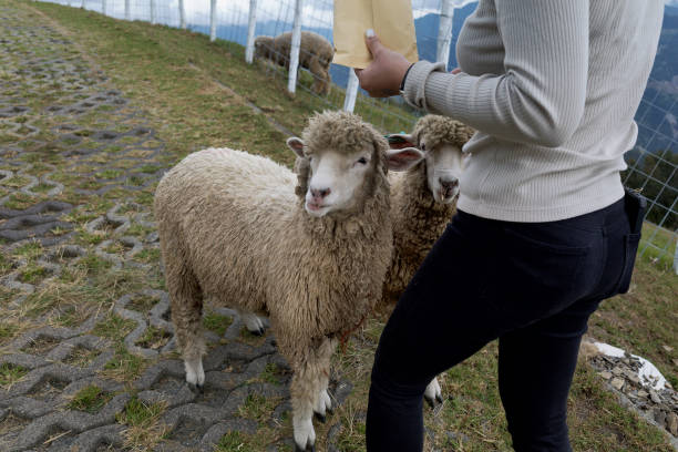 istock sheep feeding at qingjing farm 1808360369