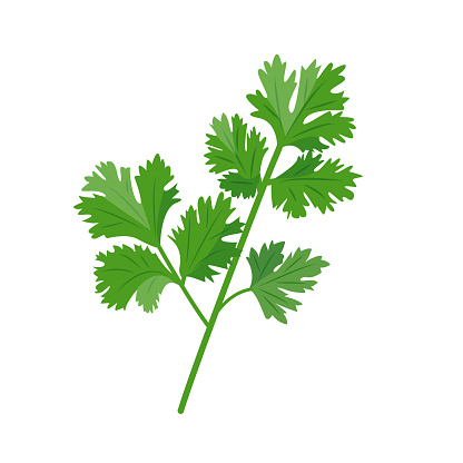 Fresh green Coriander leaves isolated on white background. Coriander herb design element in culinary, package, cooking concept. Vector illustration.