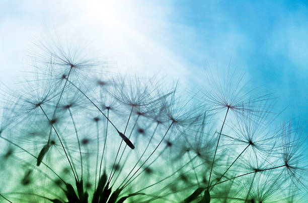 istock Macro Shot Of Dandelion Seed 180836275