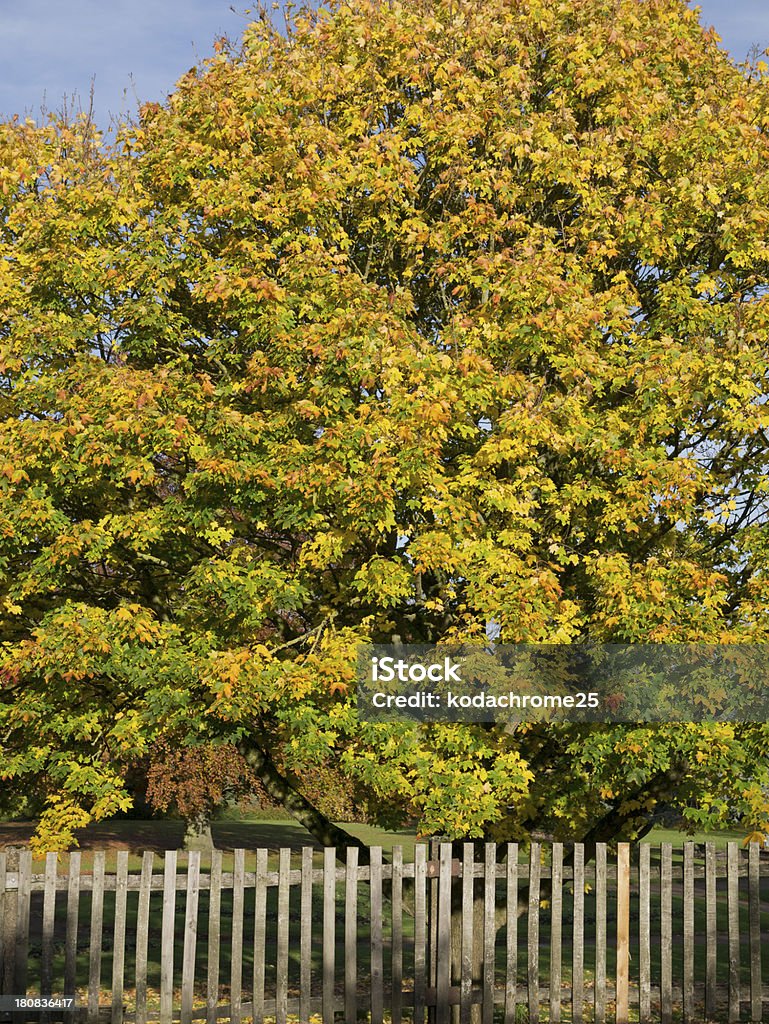 L'automne - Photo de Angleterre libre de droits