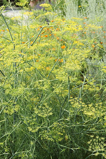istock Fennel in the herb garden 180836425