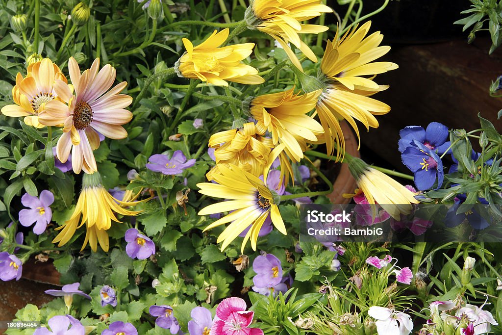 Den Garten - Lizenzfrei Bartnelken Stock-Foto