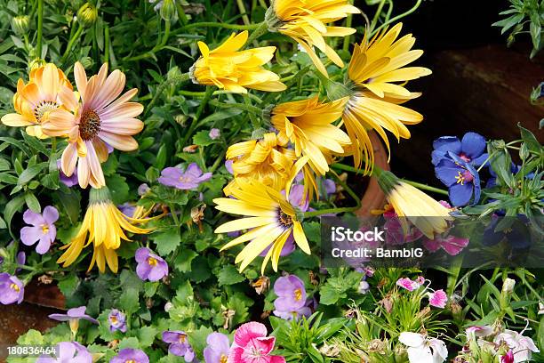 Den Garten Stockfoto und mehr Bilder von Bartnelken - Bartnelken, Blatt - Pflanzenbestandteile, Blau