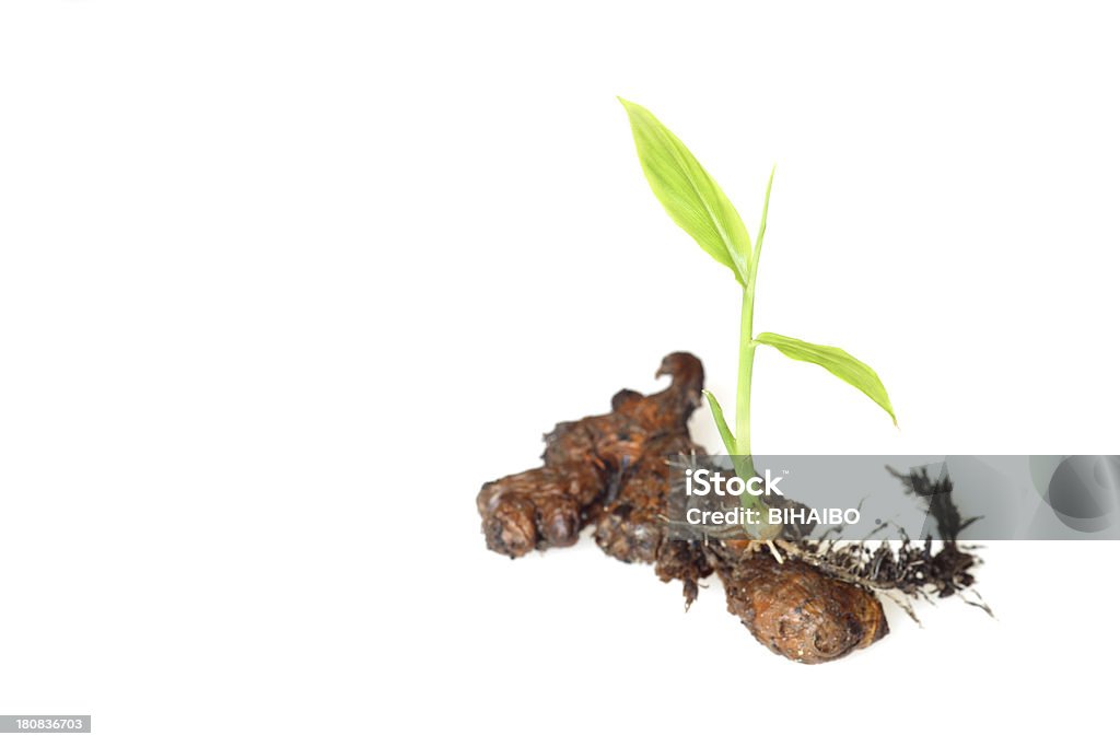 Ginger bud Aislado en blanco. - Foto de stock de Aderezo libre de derechos