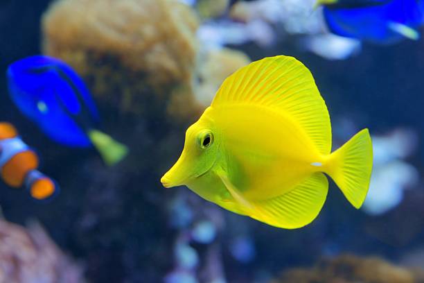 istock Yellow tang (Zebrasoma flavescens), it is a saltwater fish 180836726