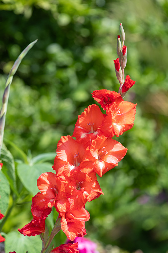 Close up of red gladiolus flowers in bloom