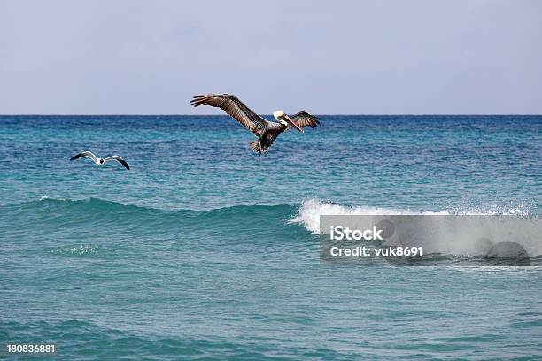 Photo libre de droit de La Pêche banque d'images et plus d'images libres de droit de Activité - Activité, Aile d'animal, Ailes déployées