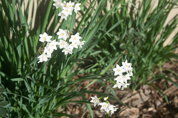 istock Blooming Narcissus in the Spring 180837038