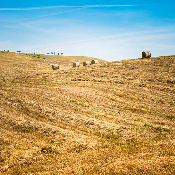 привет копна в сельской местности - clover field blue crop стоковые фото и изображения