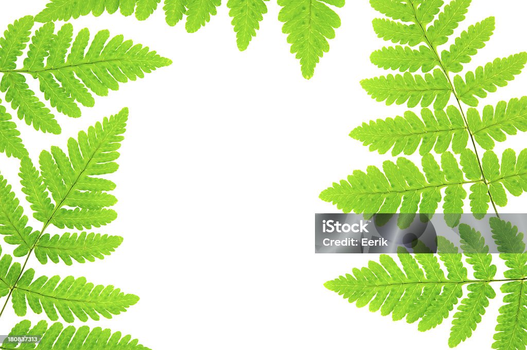 Verde fern leaves - Foto de stock de Belleza de la naturaleza libre de derechos