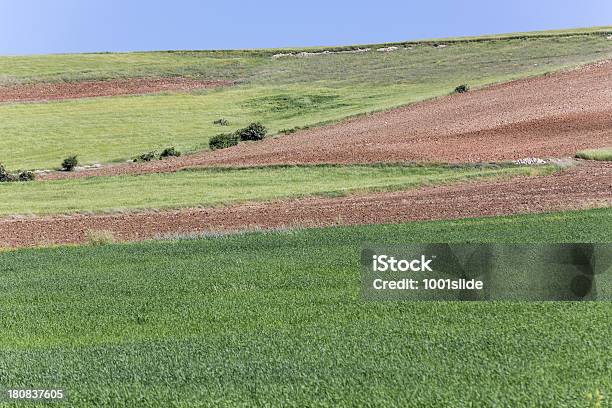 Green Field And Unplowed Area Stock Photo - Download Image Now - Agricultural Field, Agriculture, Animal Markings