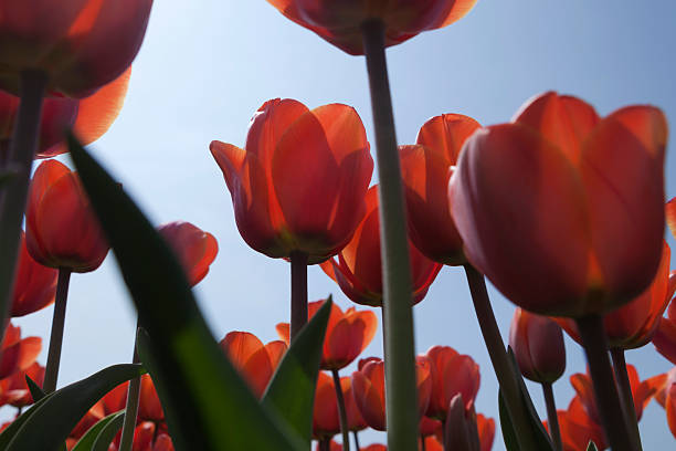 istock low angle view of orange tulips in full bloom 180837718