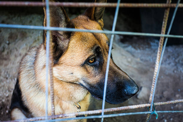 istock Sad Dog Behind the Bars of a Cage Looking Away 180837733