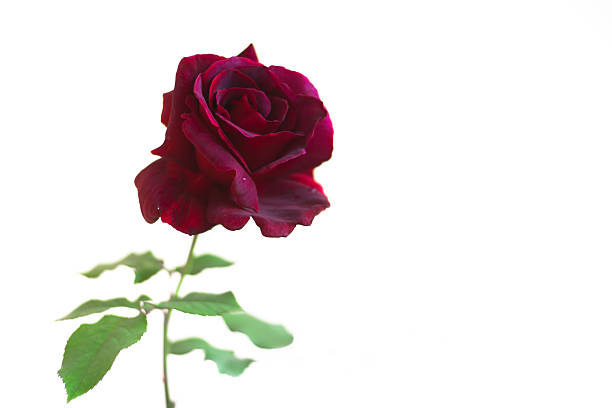 20,000+ Free Burgundy Rose & Nature Images - Pixabay