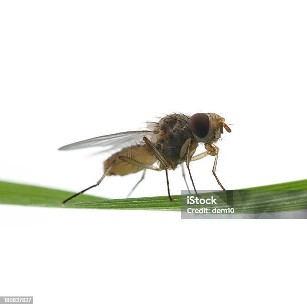 Mosca Sobre Blanco Foto de stock y más banco de imágenes de Animal - Animal, Blanco - Color, Cuadrado - Composición