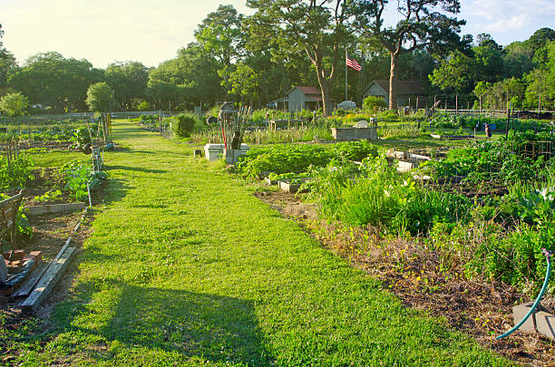 Vegetables grow in raised beds and garden plots in this Community Garden.