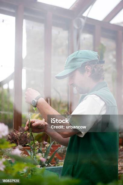 Photo libre de droit de Travaillant Dans Une Serre banque d'images et plus d'images libres de droit de Adulte - Adulte, Angleterre, Bois de construction