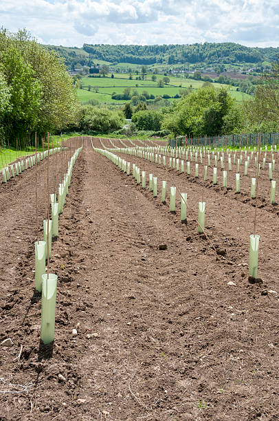 istock Saplings Planted In An Orchard 180837943