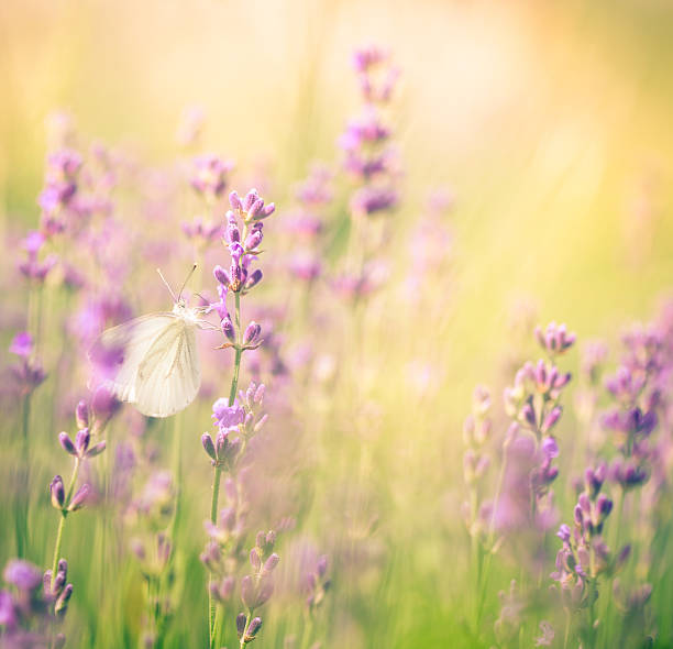 istock Butterfly on lavander, close-up 180837961