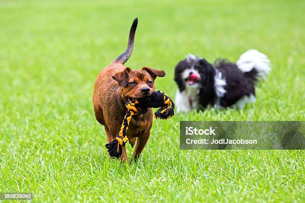 Foto de Cães Tocando Juntos No Parque e mais fotos de stock de Animal - Animal, Animal de estimação, Animal doméstico