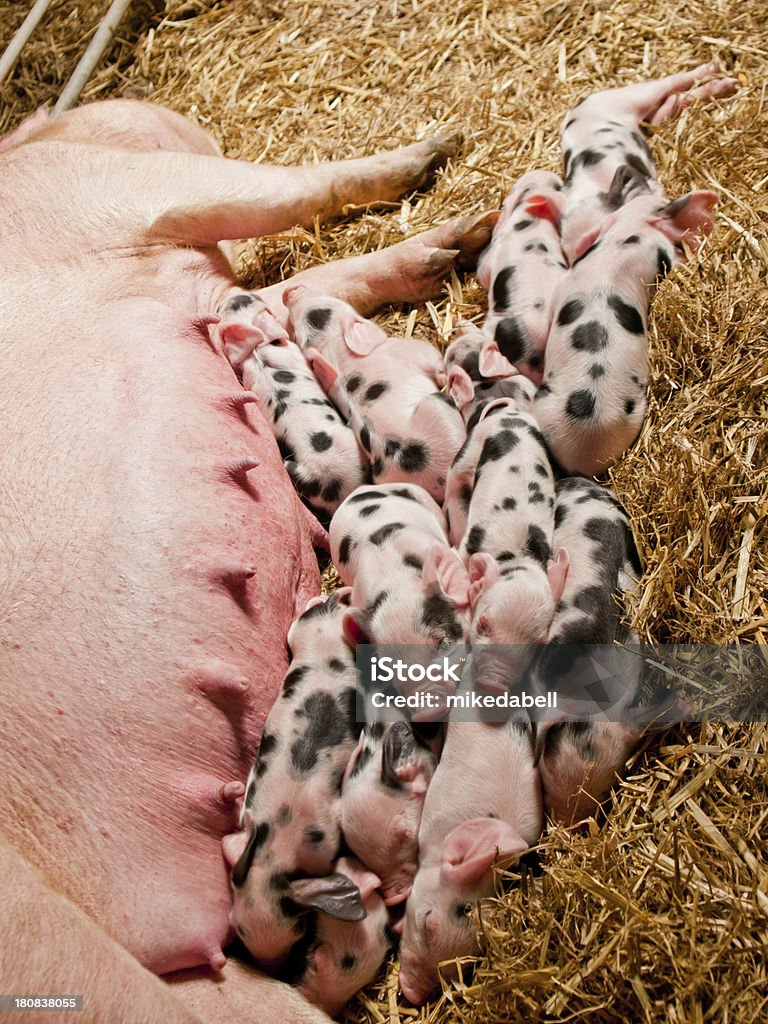 Sow y cochinillos - Foto de stock de Acostado libre de derechos