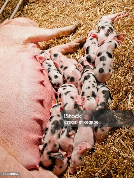 Sow Y Cochinillos Foto de stock y más banco de imágenes de Acostado - Acostado, Agricultura, Alimentar