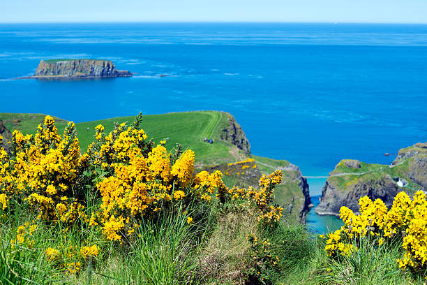 verano tierra y paisaje marino en irlanda del norte - carrick a rede fotografías e imágenes de stock