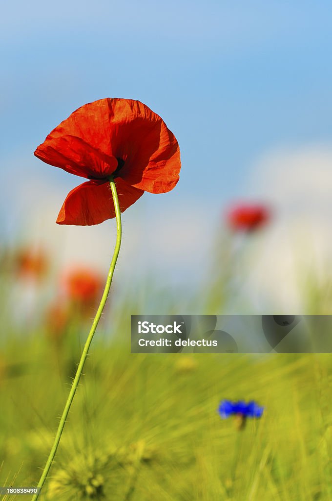 Poppies in der Sonne - Lizenzfrei Blau Stock-Foto