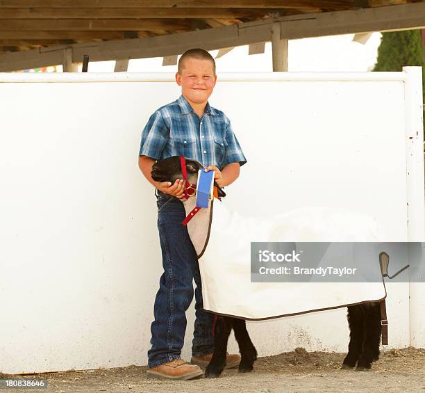 Mostra Alla County Fair - Fotografie stock e altre immagini di Bambini maschi - Bambini maschi, Bestiame, 4-H