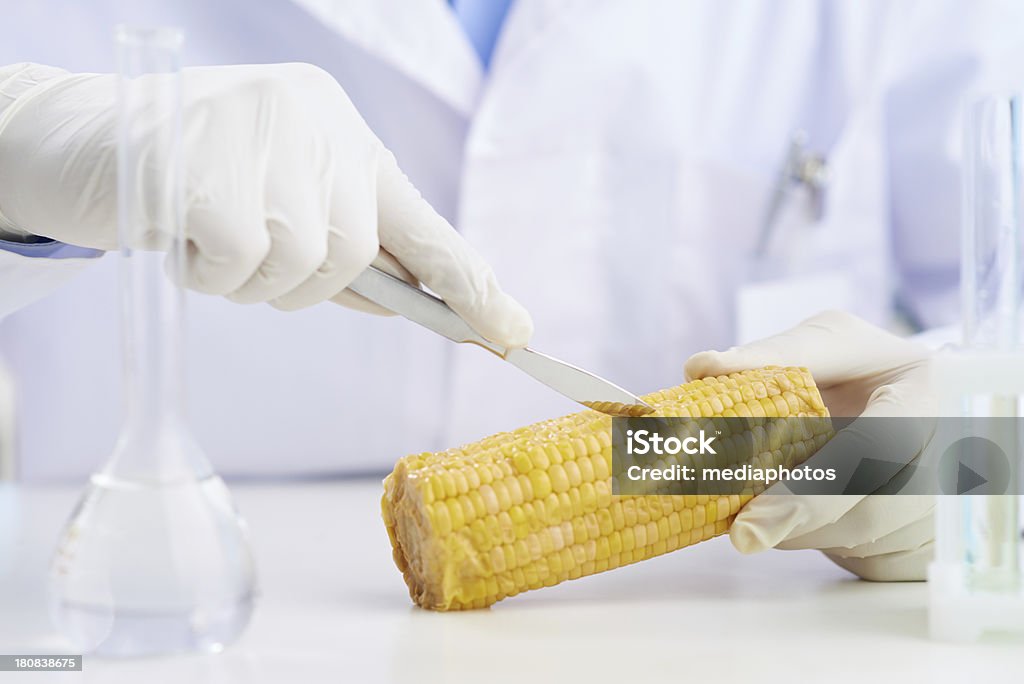 Генетически модифицированные кукуруза - Стоковые фото Кукуруза роялти-фри