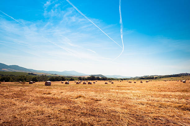 привет копна в сельской местности - clover field blue crop стоковые фото и изображения