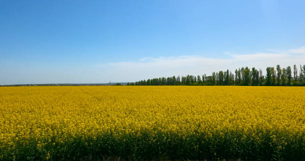 istock yellow rapeseed growing in a field on a farm 1808391578