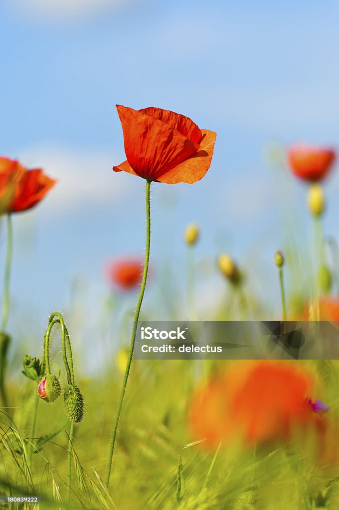 Poppies in der Sonne - Lizenzfrei Blau Stock-Foto