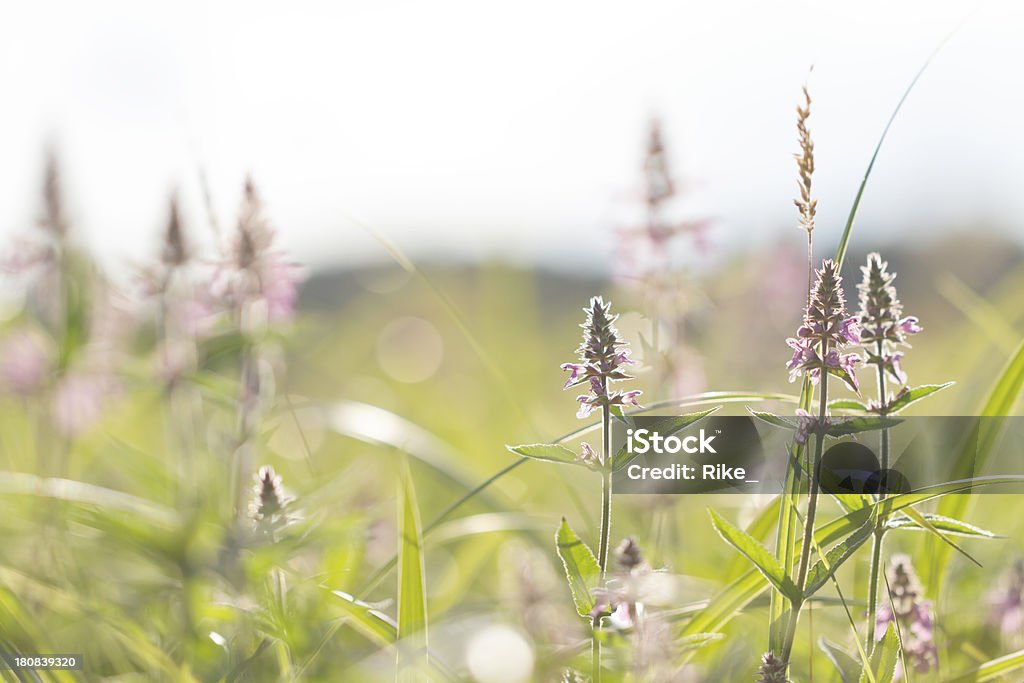 De verão meadow - Foto de stock de Alemanha royalty-free