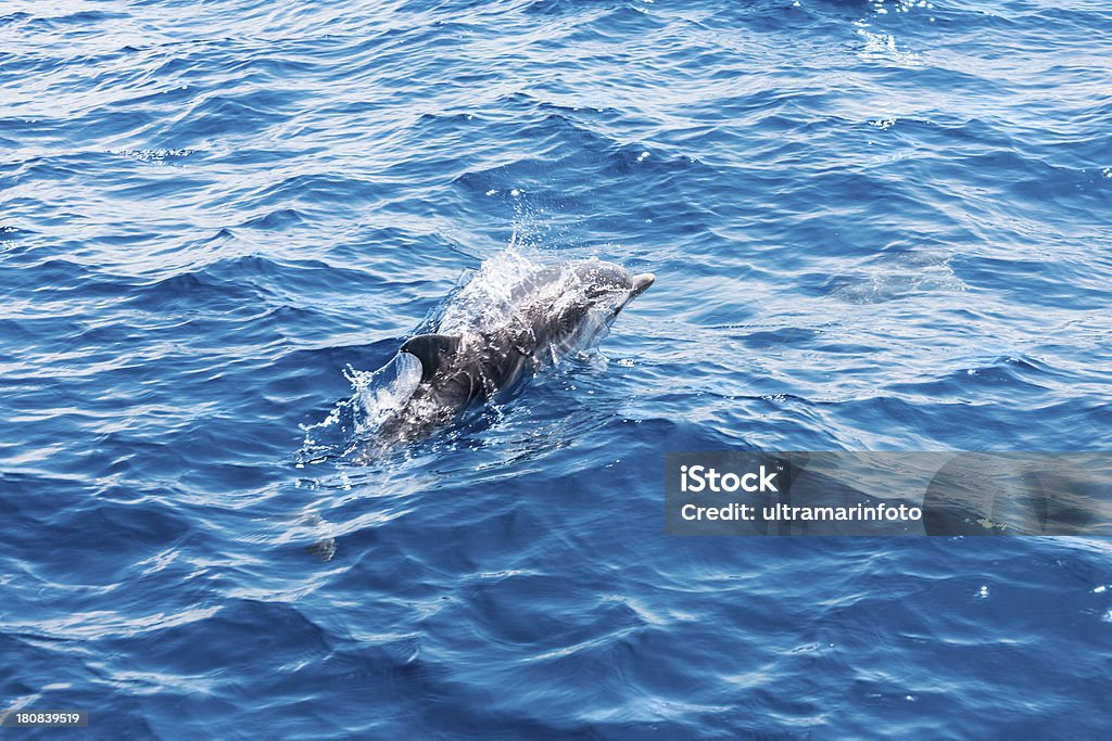 Skok delfinów - Zbiór zdjęć royalty-free (Delfin)
