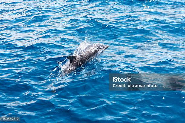 Salto De Golfinho - Fotografias de stock e mais imagens de Golfinho - Golfinho, Animal, Atividade