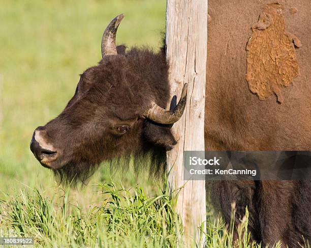 Bison Drapać Się - zdjęcia stockowe i więcej obrazów Ameryka - Ameryka, Ameryka Północna, Bizon