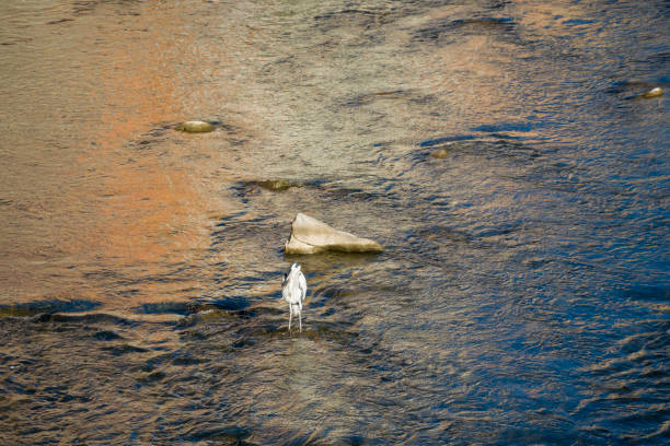 Ripoll Girona Catalonia Spain crane in Ter river