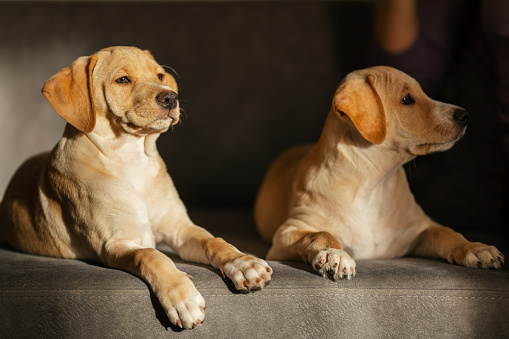 Three months old puppies, lying on sofa in the living room, they look happy and relaxed. Light from the window is lighting the puppies.