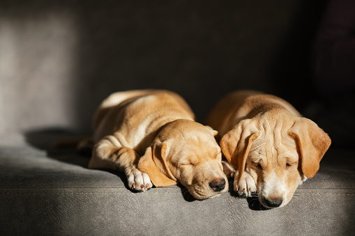 Three months old puppies, lying on sofa in the living room, sleeping. Light from the window is lighting the puppies.