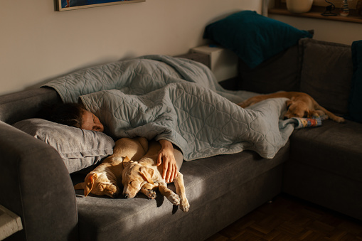 Woman with three months old puppies, sleeping on sofa in the living room, hugging two puppies who are also sleeping. One puppy is at the bottom of the sofa, lying beside woman's feet. Light from the window is lighting the puppies.
